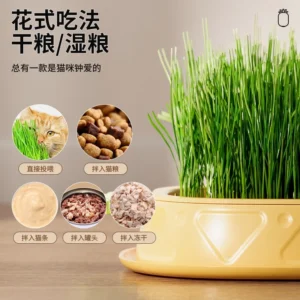 Alternative view of Hộp trồng cỏ cho mèo hình quả dứa mô Hộp thủy canh