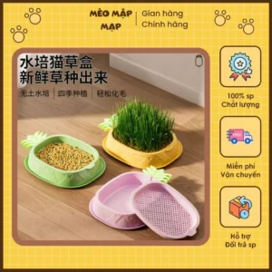 Hộp trồng cỏ cho mèo hình quả dứa mô Hộp thủy canh
